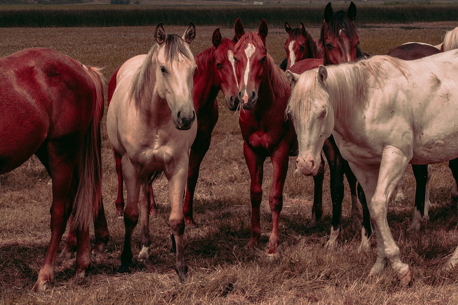 Changing Up Your Bit? How to Transition from a Snaffle to a Shank Bit